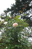 Désiré Bergera rose photo