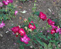 Pourpre rose photo