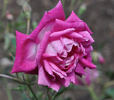 Saint Prix de Breuze rose photo