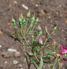 Saint Prix de Breuze rose photo