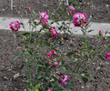 Saint Prix de Breuze rose photo