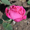 Dunkelrote Hermosa rose photo