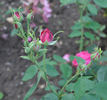 Dunkelrote Hermosa rose photo