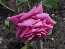 Frau Dr. Schricker rose photo