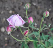 Bijou de Royat-les-Bains rose photo