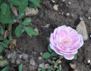 Bijou de Royat-les-Bains rose photo