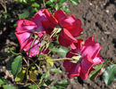 Baby Château rose photo
