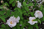 Catherine Ghislaine rose photo