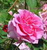 Dr. Renata Tyrsová rose photo