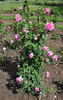 Dr. Renata Tyrsová rose photo