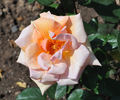 Apricot Silk rose photo