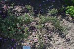 <i>Rosa × reversa</i> var. <i>pendula</i> f. <i>ozanonii</i> R. Keller rose photo