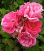 Balsgards Freja rose photo