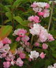 Menja rose photo