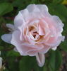 Aebleblomst rose photo