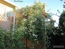 Paul Farges clematis photo