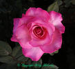 The Temptations ™ rose photo