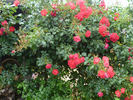 Rotfassade ® rose photo