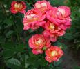 Westminster rose photo