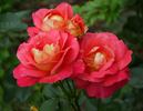 Westminster rose photo