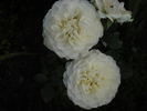 Avalon rose photo