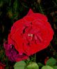 Ballade rose photo