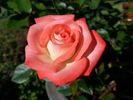 Tennessee ™ rose photo