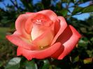 Tennessee ™ rose photo
