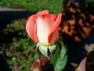 Tennessee ™ rose photo