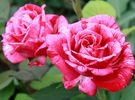 Brigitte Bardot rose photo