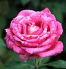 Brigitte Bardot rose photo