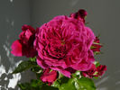 Play The Blues rose photo