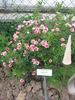 Euphrates rose photo