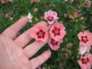 Euphrates rose photo