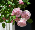 Discovery rose photo