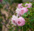 Discovery rose photo