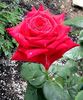 Ace of Hearts rose photo