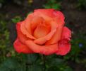 Pigalle 85 rose photo