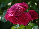 Play The Blues rose photo