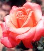 Boulie's Dream™ rose photo