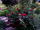 Braveheart ™ rose photo