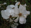 Cute Haze rose photo