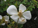 Cute Haze rose photo
