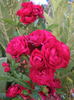 Président Duhem rose photo