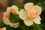 Feeling rose photo