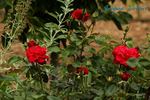Jacques Prévert ® rose photo