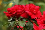 Jacques Prévert ® rose photo
