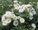 Brautzauber ® rose photo