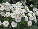 Brautzauber ® rose photo