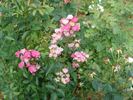 A3908 rose photo
